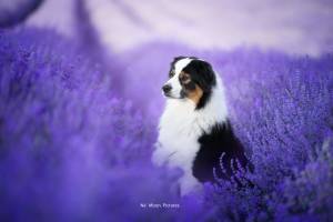 Alena GUIGNABODET - NA MOON PICTURES